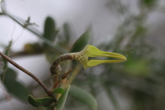 Ceropegia juncea